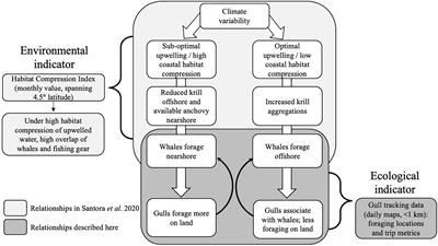 Western Gull <mark class="highlighted">Foraging Behavior</mark> as an Ecosystem State Indicator in Coastal California